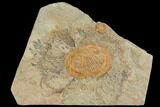 Orange, Ordovician Asaphellus Trilobite - Morocco #141861-1